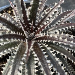 Dykkia Brittle Star