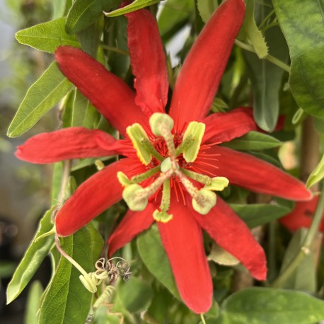 Passiflora cocuyensis ssp.Nova