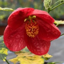 Abutilon 'Russells Dwarf '