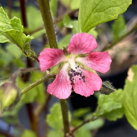 Anisodontea capensis