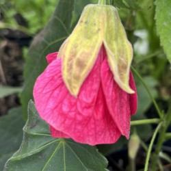 Abutilon Aphrodite