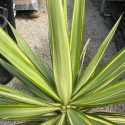 Yucca elephantipes 'Yewel'