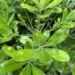 Pittosporum tobira 'Nanum'