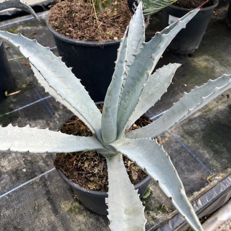 Agave frazosinii