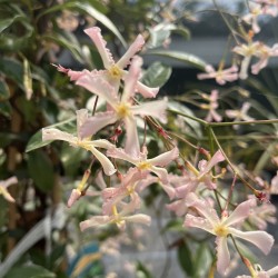 Trachelospermum 'Star of Milano'