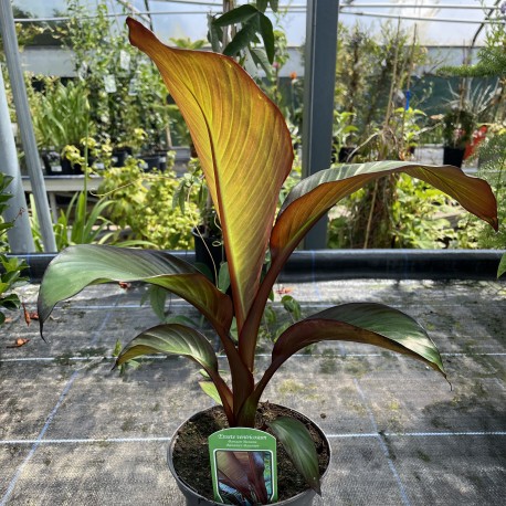 Ensete ventricosum Maurellii