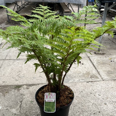 Cyathia cooperi - Lacy Tree Fern 10ltr