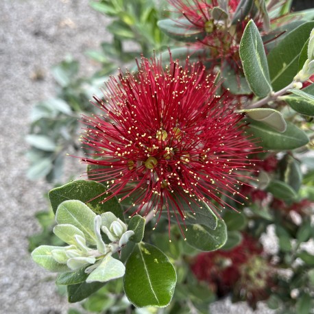 Metrosideros excelsa 'Lizard Lights'