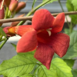 Campsis Radicans