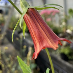 Canarina canariensis