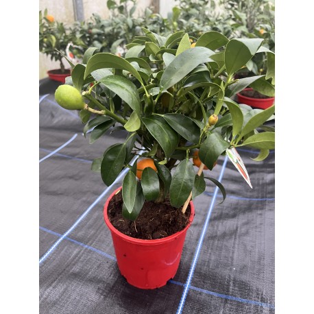 Citrus Kumquat bush