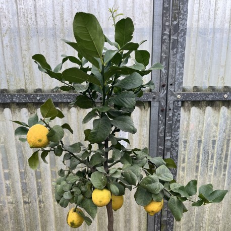 Citrus Lemon 4 Seasons Medium Standard