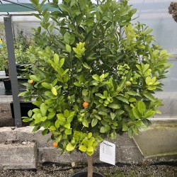 Citrus Orange 'Calamondin' Specimen