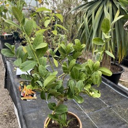 Citrus medica 'Buddha's Hand'