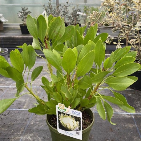 Protea cynaroides 'White King'