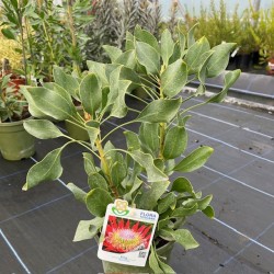 Protea cynaroides 'King Protea'