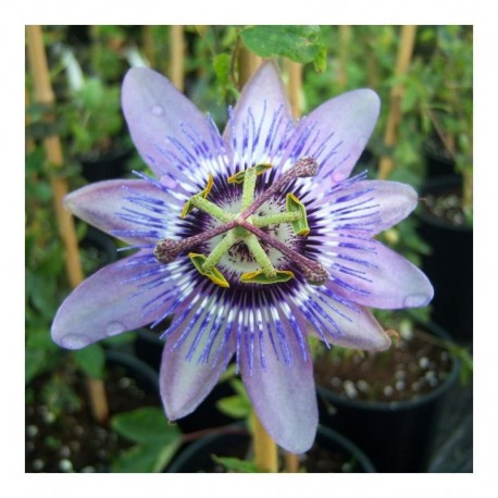 Passiflora Betty Myles Young