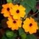 Thunbergia Alata 'Sunshine Suzy'