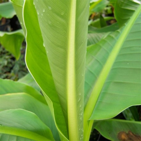 Musa basjoo - Hardy banana plant