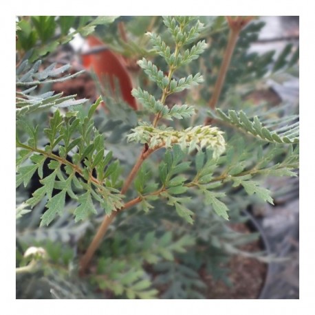 Lomatia ferruginea