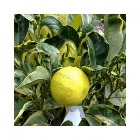 Citrus Orange Sinensis Variagated