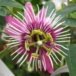 Passiflora violacea 'Victoria'