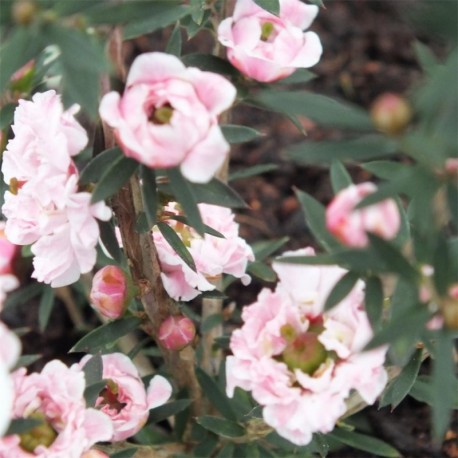 Leptospermum scoparium Jubilee