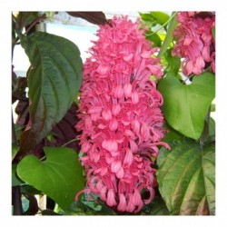 Justicia carnea 'rubra'