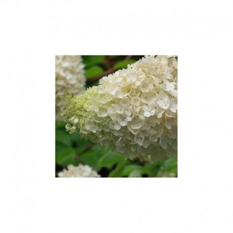 Hydrangea paniculata Kyushu