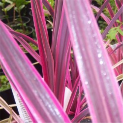 Cordyline Pink Passion