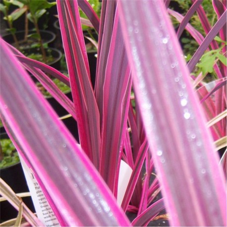 Cordyline Pink Passion