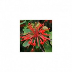 Embothrium coccineum Lanceolatum