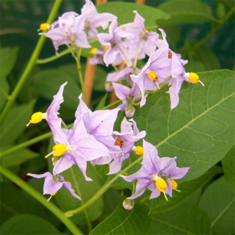 Solanum crispum Glasnevin