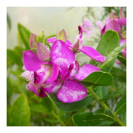 Polygala myrtifolia Grandiflora syn.P x dalmaisiana