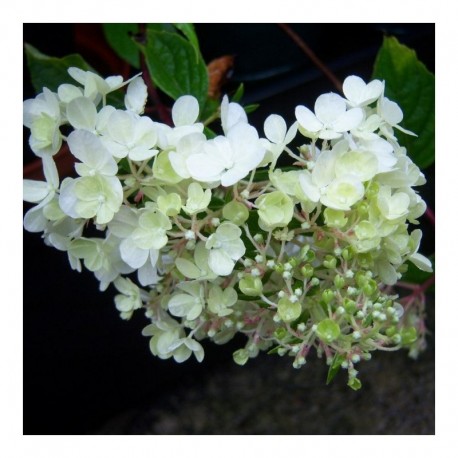 Hydrangea paniculata Vanille Fraise