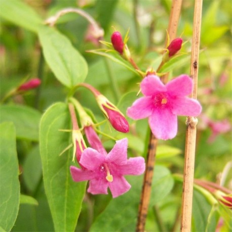 Jasminum beesianum