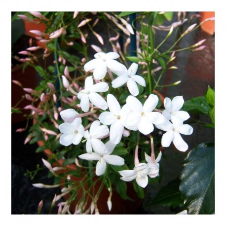 Jasminum polyanthum