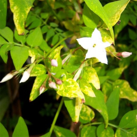 Jasminum officinale Aureovariegatum