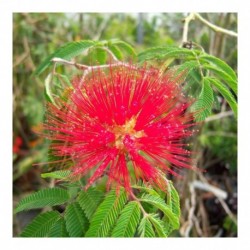 Calliandra tweedii