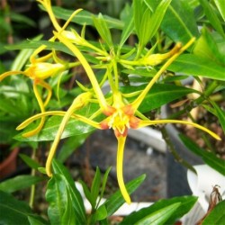 Strophanthus speciosus