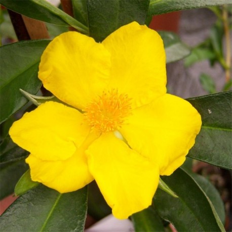 Hibbertia scandens