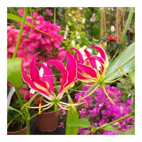 Gloriosa rothschildiana 'Flame Lily'