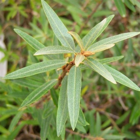 Hippophae rhamnoides (Sea Buckthorn)