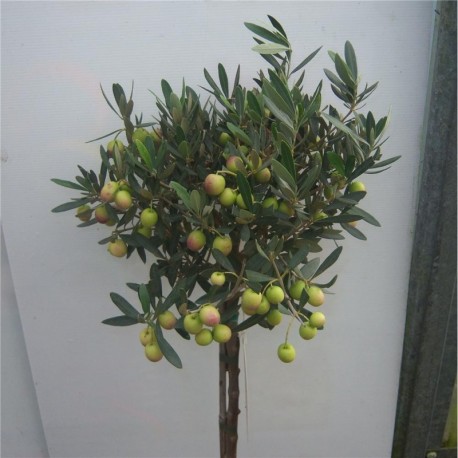 Olea Europaea Pair of 1/2 standard Olive trees