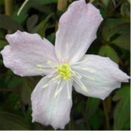 Clematis montana var. Rubens