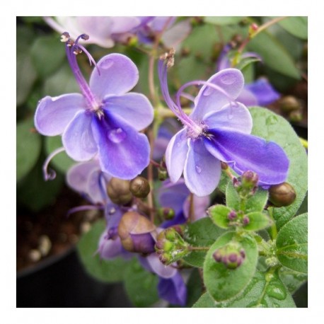 Clerodendrum ugandense syn. Rotheca myricoides