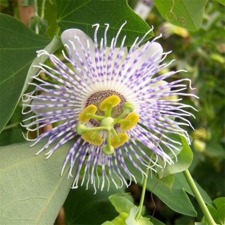 Passiflora Anemona