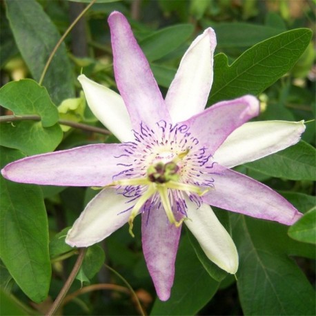 Passiflora Star of Kingston