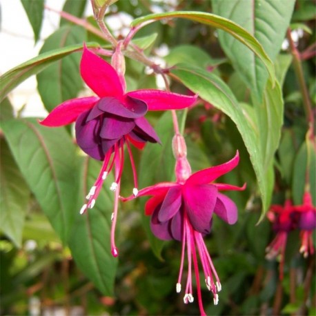 Fuchsia Lady Boothby