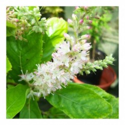 Clethra Alnifolia Fern Valley Pink